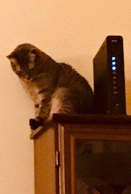 My current kitty, Sonria, who loves high places.