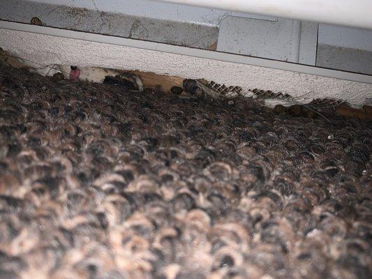 Animal droppings under the vents