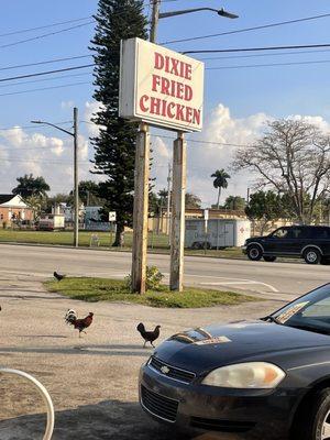 Cute chickens & roosters at Dixie Fried Chicken. A nice little place to get good fried chicken.