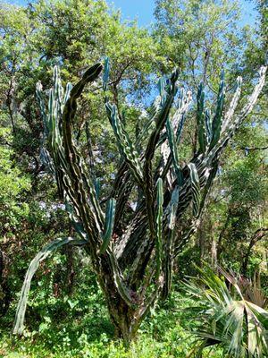 Very large cactus in the middle of the forest