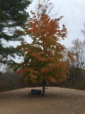 Fall day at the park