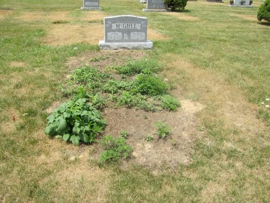 This is what a gravesite looks like 4 months after burial.