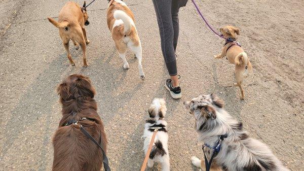 Group training walk