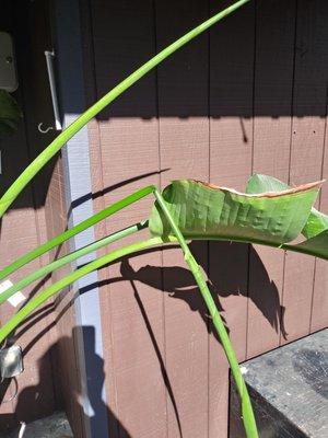 10-foot banana tree leaf broken