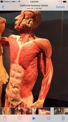 Body worlds exhibit