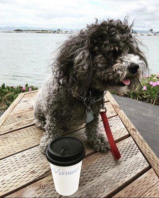 Chewy loves it when mom stops by Neptune's during our walks.