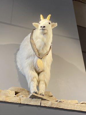 Mountain Goat