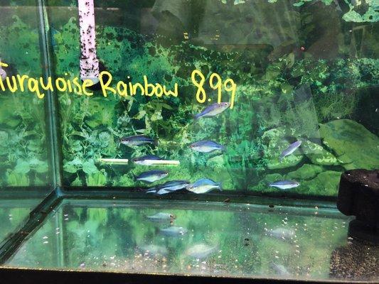 Turquoise rainbowfish only $8.99