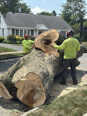 Rotten trunk.