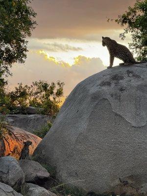 Leopard mother and cub in the Serengeti