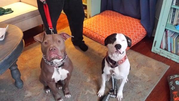 Foster, June Cash on the Left practicing her sit stay with help from her foster sister, Aggie