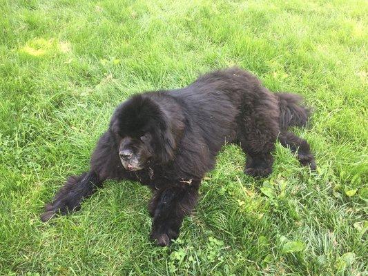 Chilly all pretty lounging in her yard post grooming