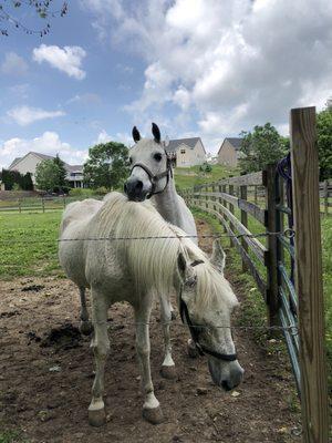 Horses at Providence - pretty white horses