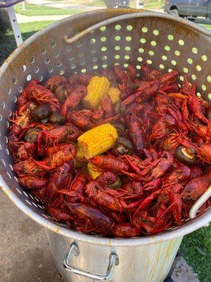 Crawfish