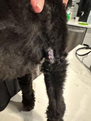 Stitches after grooming injury