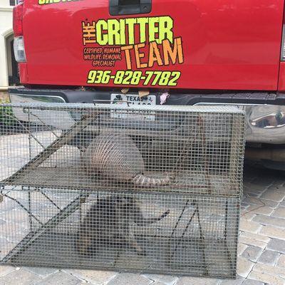 Raccoon removal, Armadillo Trapping