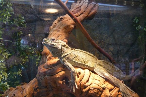 Meet Caroline, the sailfin dragon