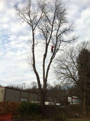 Tree services (Bordentown NJ)