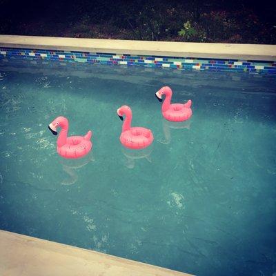 Nothing better than flamingo drink holders in the pool