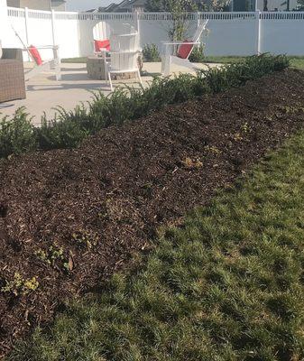 The bushes were to be very mature and the little row of what looks like weeds are the plants they provided for the landscape!