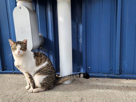 Paul! A feral adopted by one of our amazing staff!