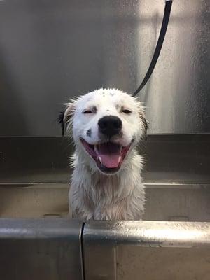 Keely getting her weekly medicated bath