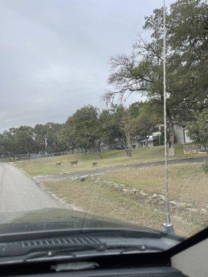 Deer near the front entrance