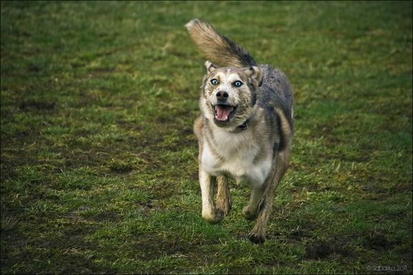 Diaz, husky x Aussie treated by Dr. Huesing since adopted.