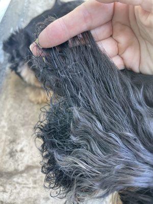 My dogs ears which were supposedly so matted they wouldn't groom her. Her ears are just poufy when the fur is dirty