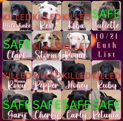 Murdered adoptable dogs.