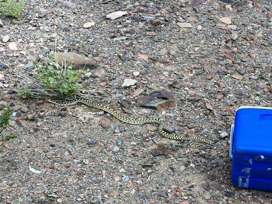 Great Basin Gopher Snake being released in the Desert, after being caught in the front yard of a customers home.