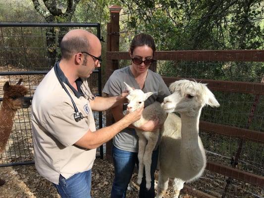 Giving our one day old alpaca a checkup.