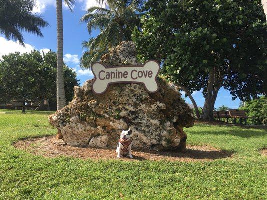 Waffles enjoying a nice afternoon in the Canine Cove