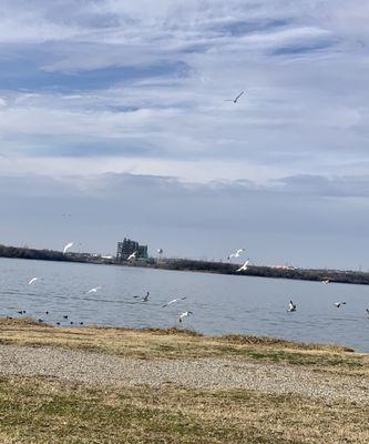 Seagulls hovering near the water - also ducks and squirrels who would like some leftover bread or other food as a treat!