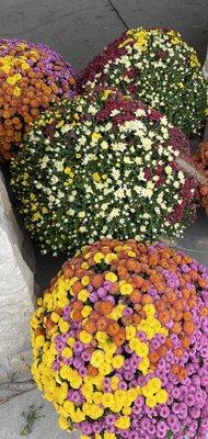 Love these multi colored Mums