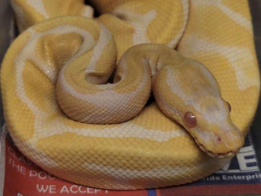 Ball Python