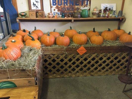 Pumpkins perfect for carving or decorating your porch!!!