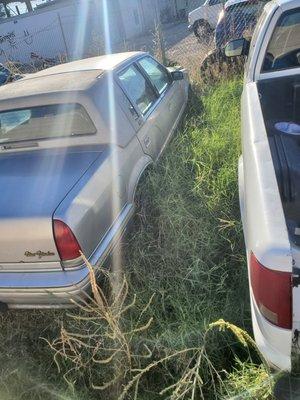 Weeds growing in and around our car