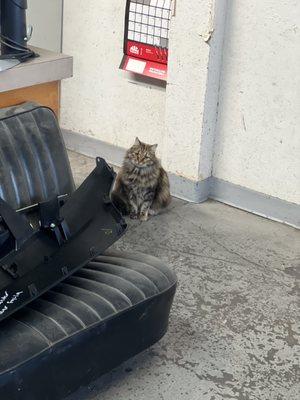 At least they have a cat to keep you company while you wait‍