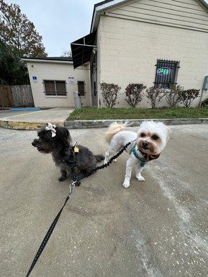 Yogi & Ladybug after grooming