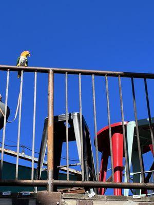 @pollothecaique watching over the yard while daddy drinks.