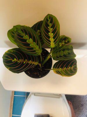 MARANTA PRAYER PLANT RED. Pet safe!‍‍‍