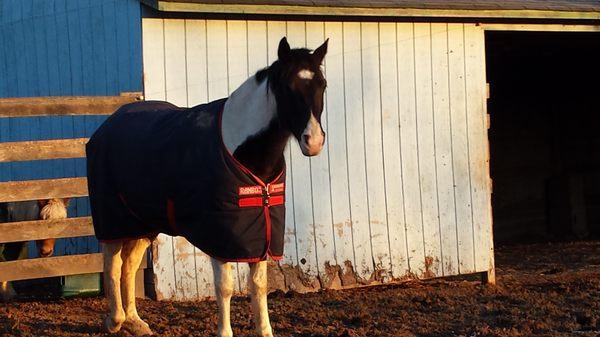 WE blanket horses at NO extra charge.