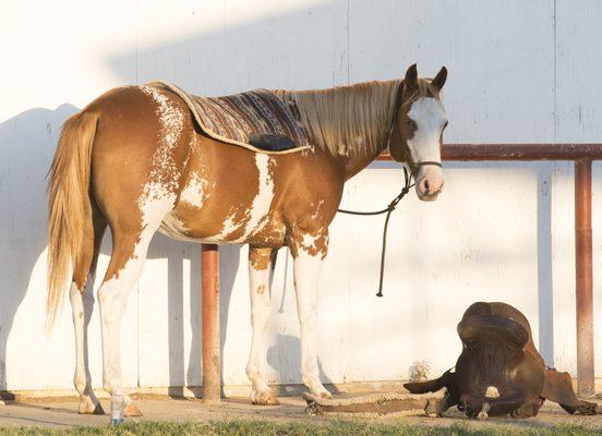 Beau waiting to ride.