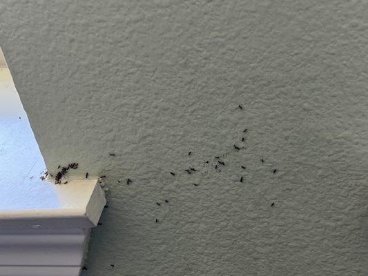 Argentine Ants eating the bait after applied.