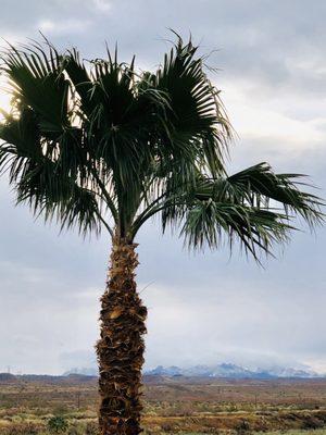 Palm tree and snow in same pic