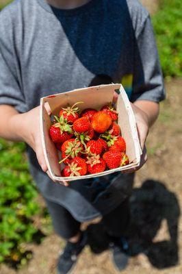 Strawberry picking