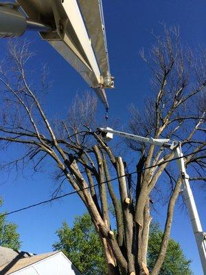 Tree Removal using our crane and bucket truck.