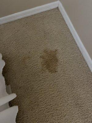 Large various stains on carpet