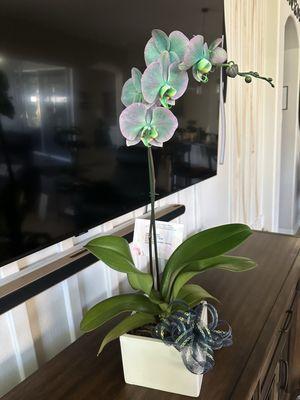 Beautiful orchid